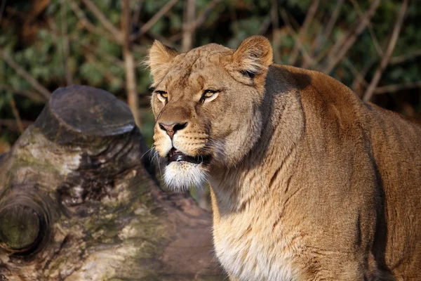 Aslan-doğa manzarası — Stok fotoğraf