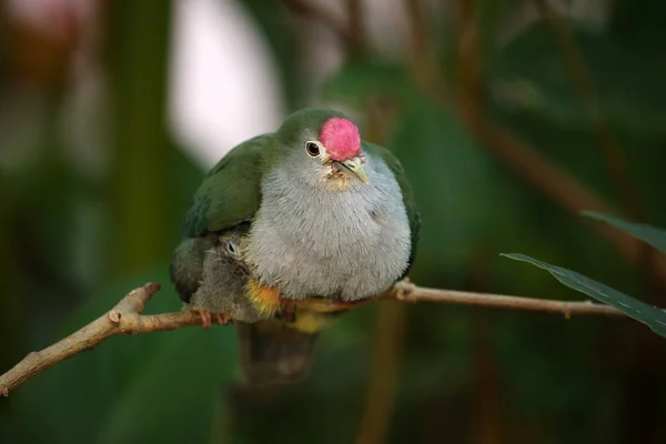 Hermosas palomas frutales —  Fotos de Stock