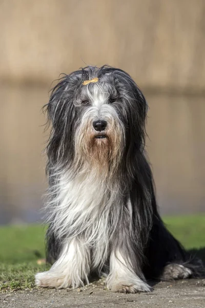 Bonito collie barbudo — Fotografia de Stock