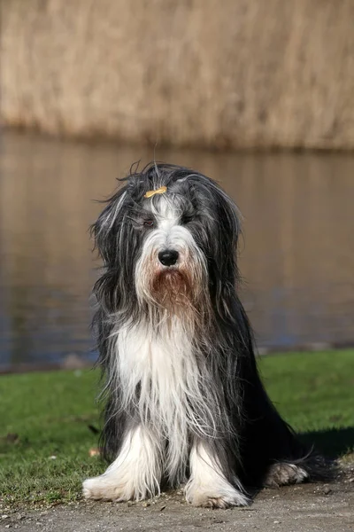 Krásná bearded kolie — Stock fotografie