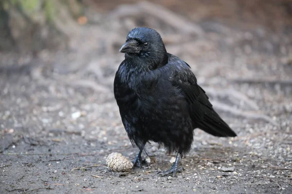 Vista do corvo na natureza — Fotografia de Stock