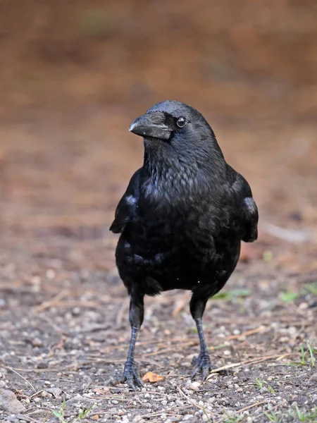 Vista do corvo na natureza — Fotografia de Stock
