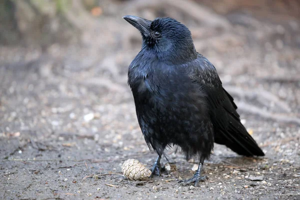 Vue du corbeau dans la nature — Photo