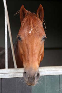 Güzel at istikrarlı bir