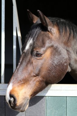 Güzel at istikrarlı bir