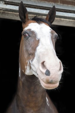 Güzel at istikrarlı bir