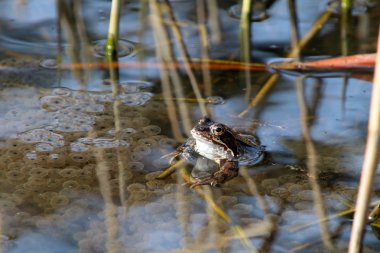 Bir havuzda komik kurbağa