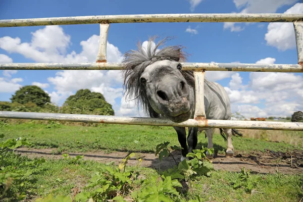 Gyönyörű cigány ló — Stock Fotó