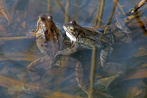 池塘里的搞笑青蛙 — 图库照片