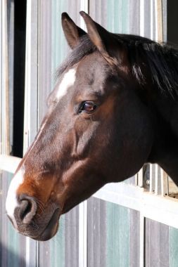 İstikrarlı safkan at