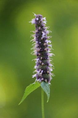 Mor çiçek çiçeklenme