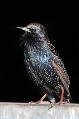 Common starling bird clipart