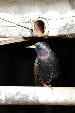 Ortak sığırcık kuşu