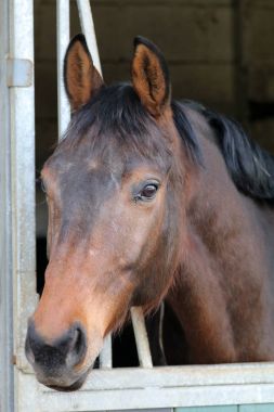 İstikrarlı safkan at