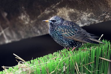 Ortak sığırcık kuşu