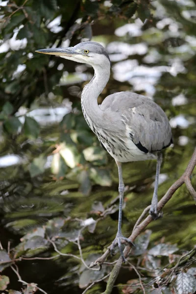 Blaureiher — Stockfoto