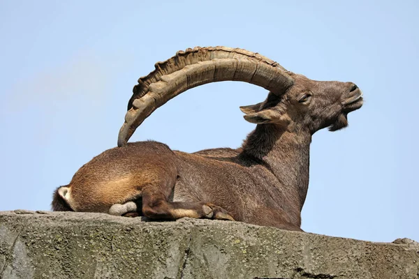 Alpine Ibex dier — Stockfoto