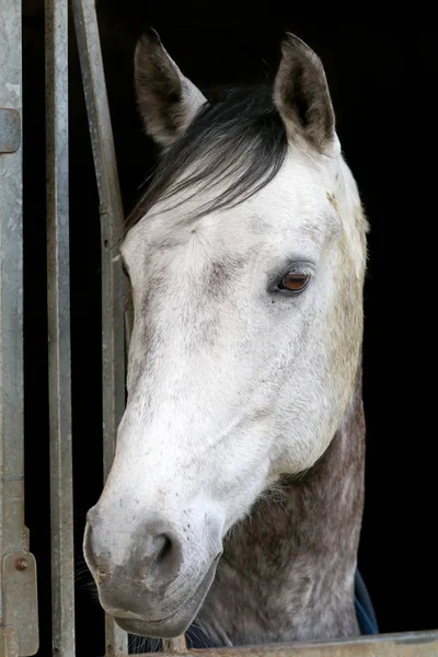 Чистий кінь в стайні — стокове фото