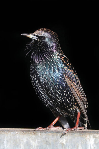 Common starling bird
