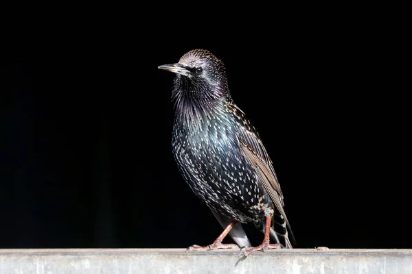 Vanlig Starling fågel — Stockfoto