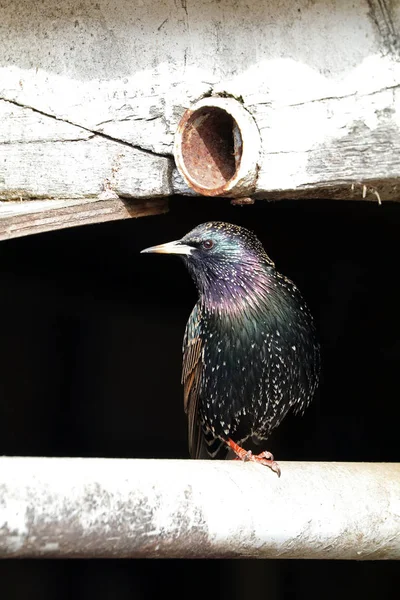 Ortak sığırcık kuşu