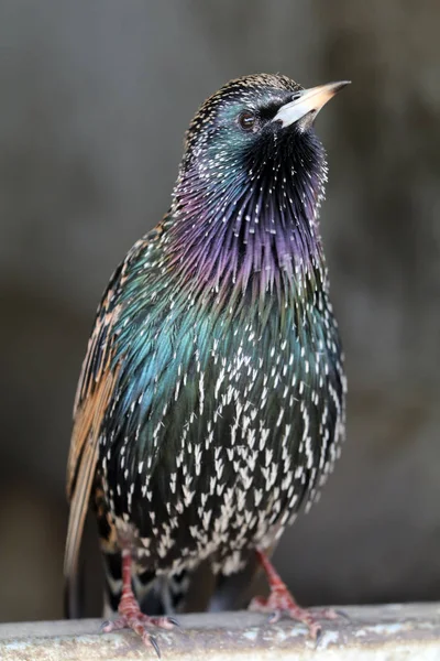 Vanlig Starling fågel — Stockfoto