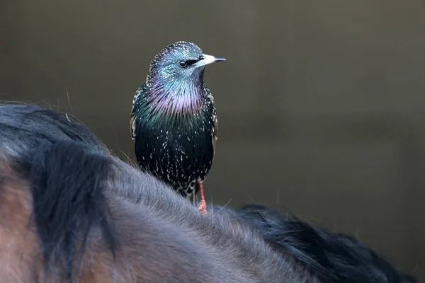 일반적인 Starling 새 — 스톡 사진