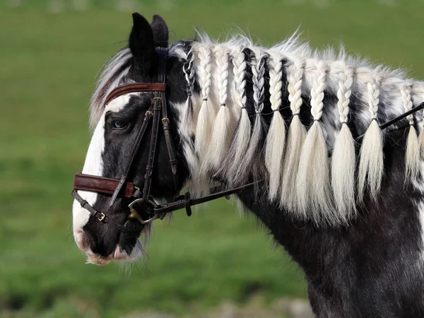 Magnifique cheval tsigane — Photo