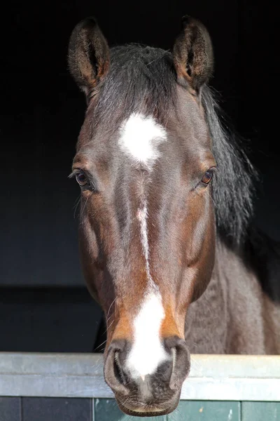 Rasechte paard in stal — Stockfoto