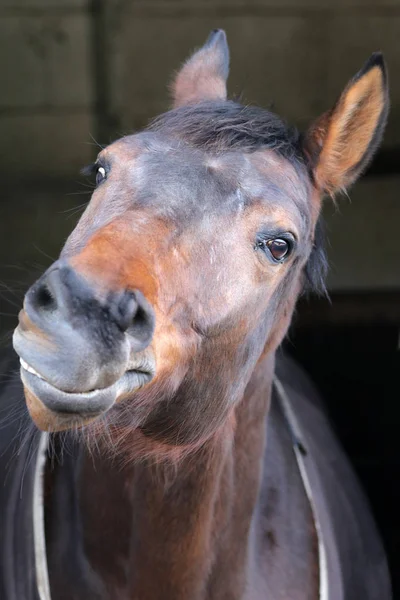 Cavalo no freio sorrindo closeup