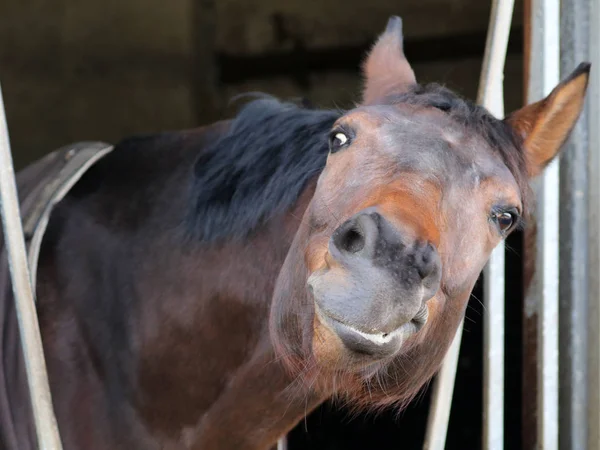Čistokrevný kůň ve stáji — Stock fotografie