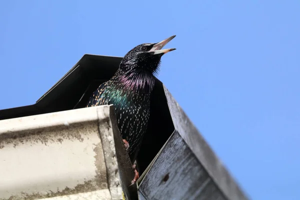 Common starling bird — Stock Photo, Image