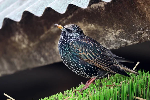 Vanlig Starling fågel — Stockfoto