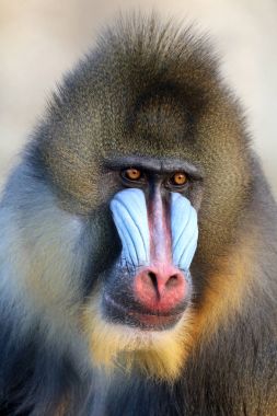 Yetişkin Mandrill'di hayvan