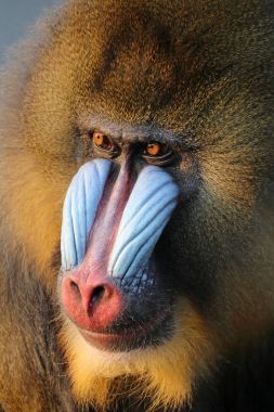 Yetişkin Mandrill'di hayvan