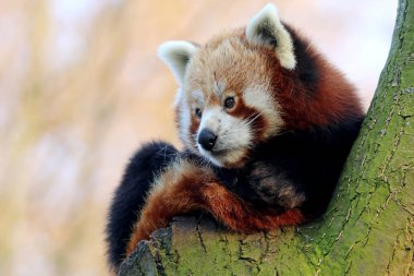 sevimli kırmızı panda