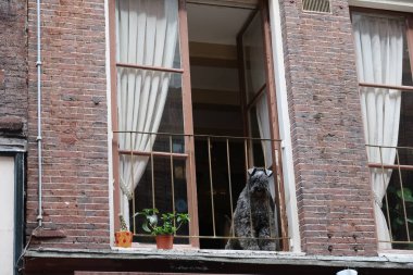 Meraklı köpek pencereden izlerken