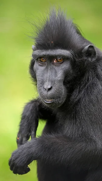 Crested macaque animal — Stock Photo, Image