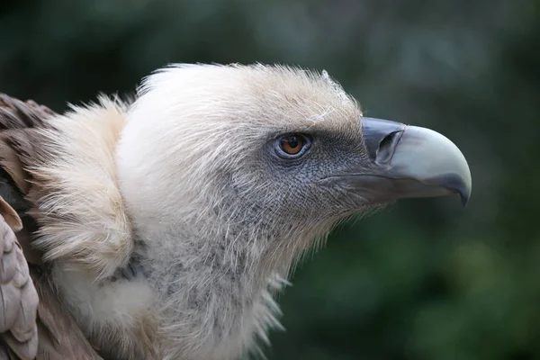 Wild vulture bird — Stock Photo, Image