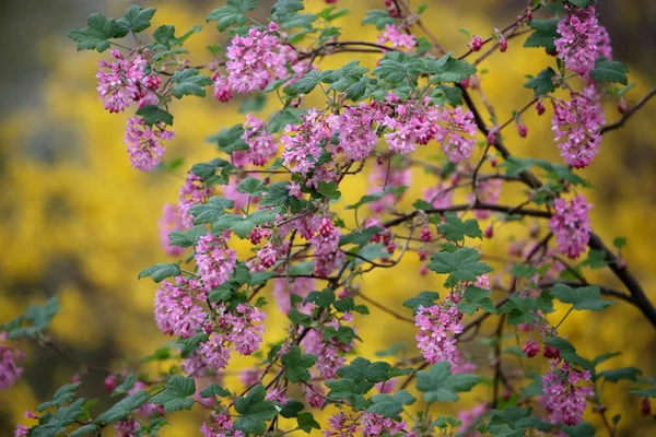 Ribes flowering plants — Stock Photo, Image