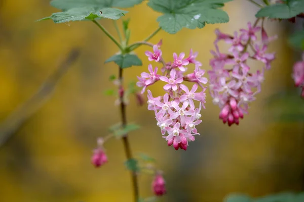 Ribes kwitnienia roślin — Zdjęcie stockowe