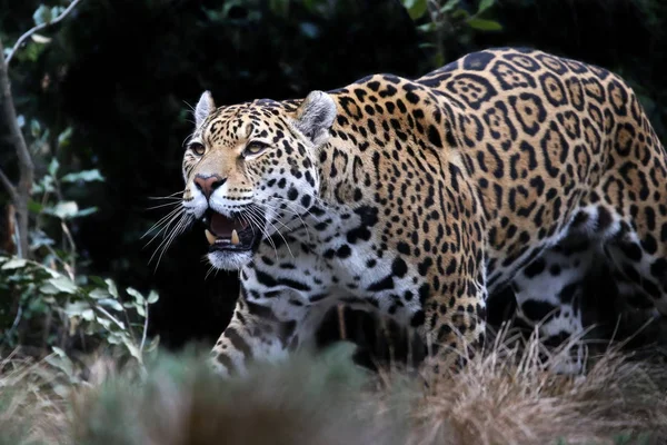 Jaguar selvagem animal — Fotografia de Stock