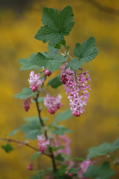 Ribes kwitnienia roślin — Zdjęcie stockowe