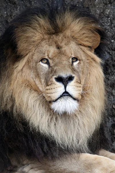 Adult Male Lion — Stock Photo, Image