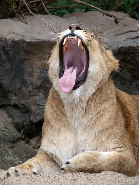Felnőtt nőstény oroszlán üvölt — Stock Fotó