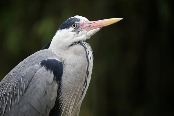Blue Heron ptak — Zdjęcie stockowe
