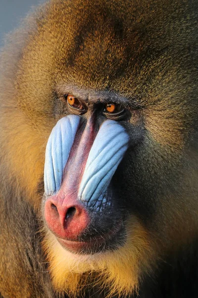 Mandrill animal adulto — Foto de Stock