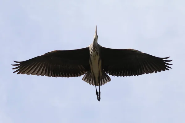 Garza azul Volando — Foto de Stock