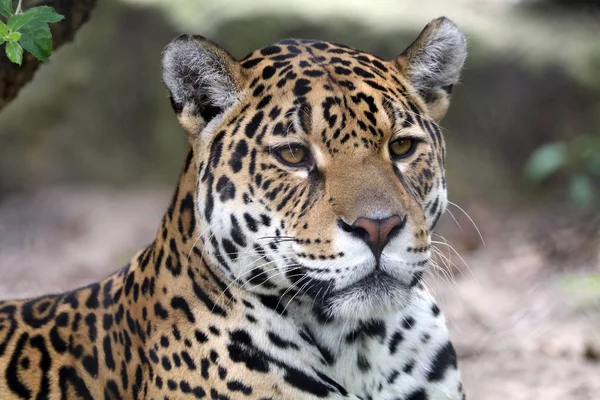 Jaguar vadállat — Stock Fotó