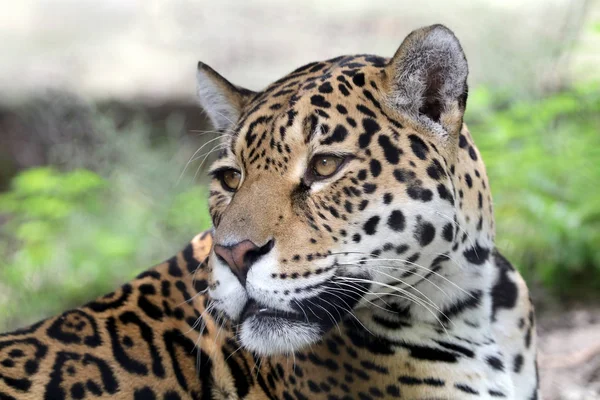 Jaguar salvaje animal — Foto de Stock